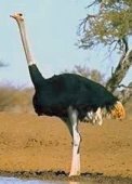 ostrich