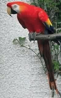 parrot