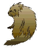 porcupine