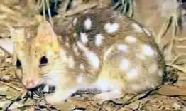 quoll