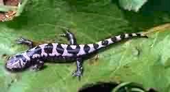 salamander