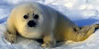 seal