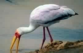 stork