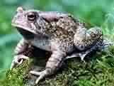 toad