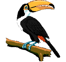 toucan