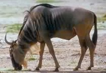 wildebeest