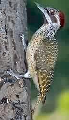 woodpecker