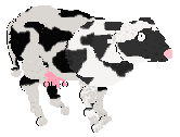 A cow