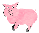 A pig