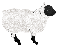 A sheep