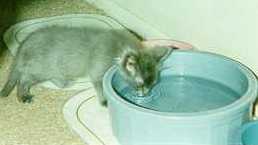 Rufus drinking from dog bowl