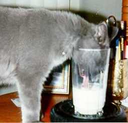 Rufus drinking milk