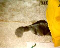 Rufus hiding under chair