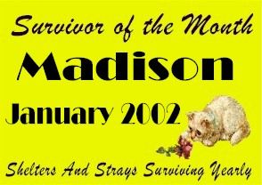 Madison is Survivor of the Month for January, 2002 at SASSY