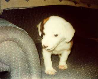 Madison pup smiling