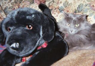 Lucy and the stuffed dog with Murphy's collar and tags