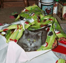 Sydney enjoys her wrapping paper