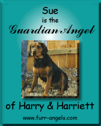 Sponsor an animal through Furr Angels.com