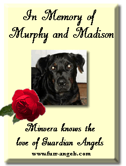 Minerva was sponsored through furr-angels.com in memory of Murphy and Madison