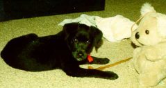 Murphy with stuffed bear