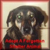 Adopt A Forgotten Shelter Animal