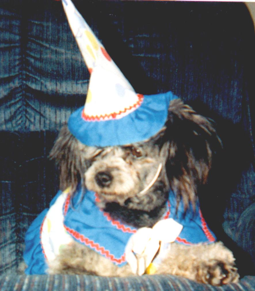 SILVER FEMALE POODLE