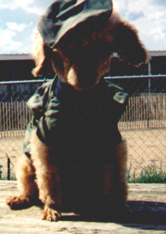 RED MALE POODLE