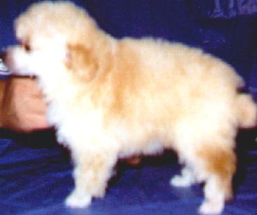 APRICOT POODLE PUPPY