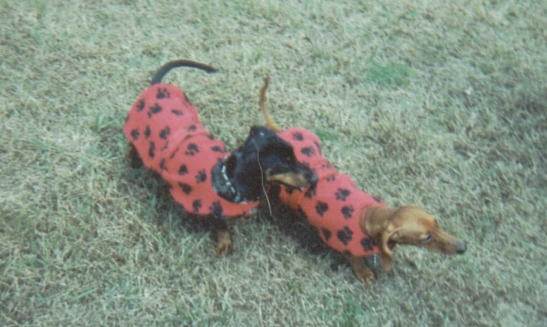 Dachsie Wear