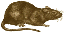 Illustration of an Agouti Rat