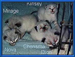 KittensNames