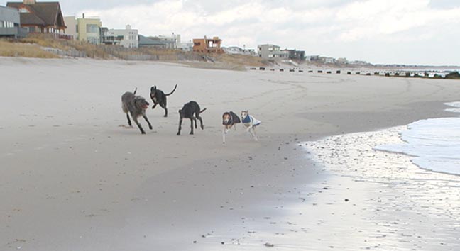 Playing on the beach