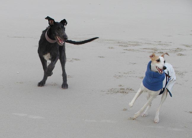 Spencer and Pippin at the beach