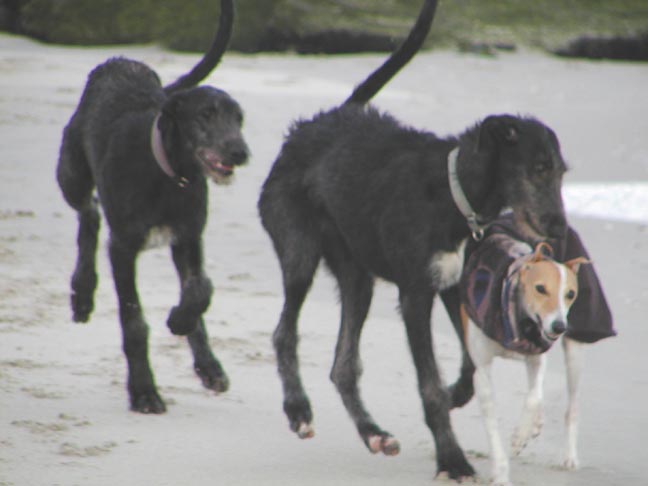 Spencer, Kit and Nefret at the beach