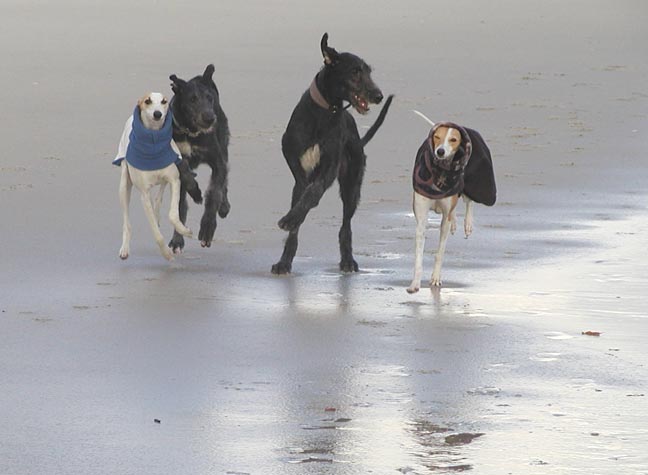 Pippin, Kit, Spencer and Nefret at the beach