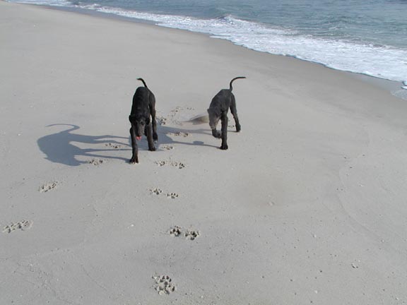 Kit and Spencer at the beach