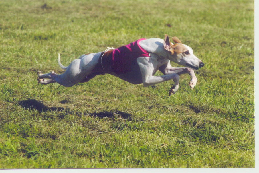 Pippin coursing in November 2003