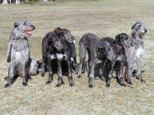 Rory, Caitlyn and four of their puppies