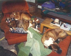 A pile of Boxers