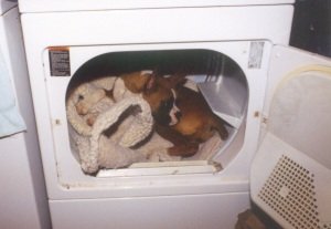 Lola in the dryer