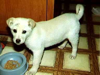 Flurry (German Sheppard) - as a puppy 