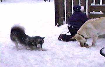 Nika in snow with Flurry