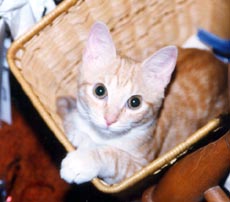 I'm a real basket case!