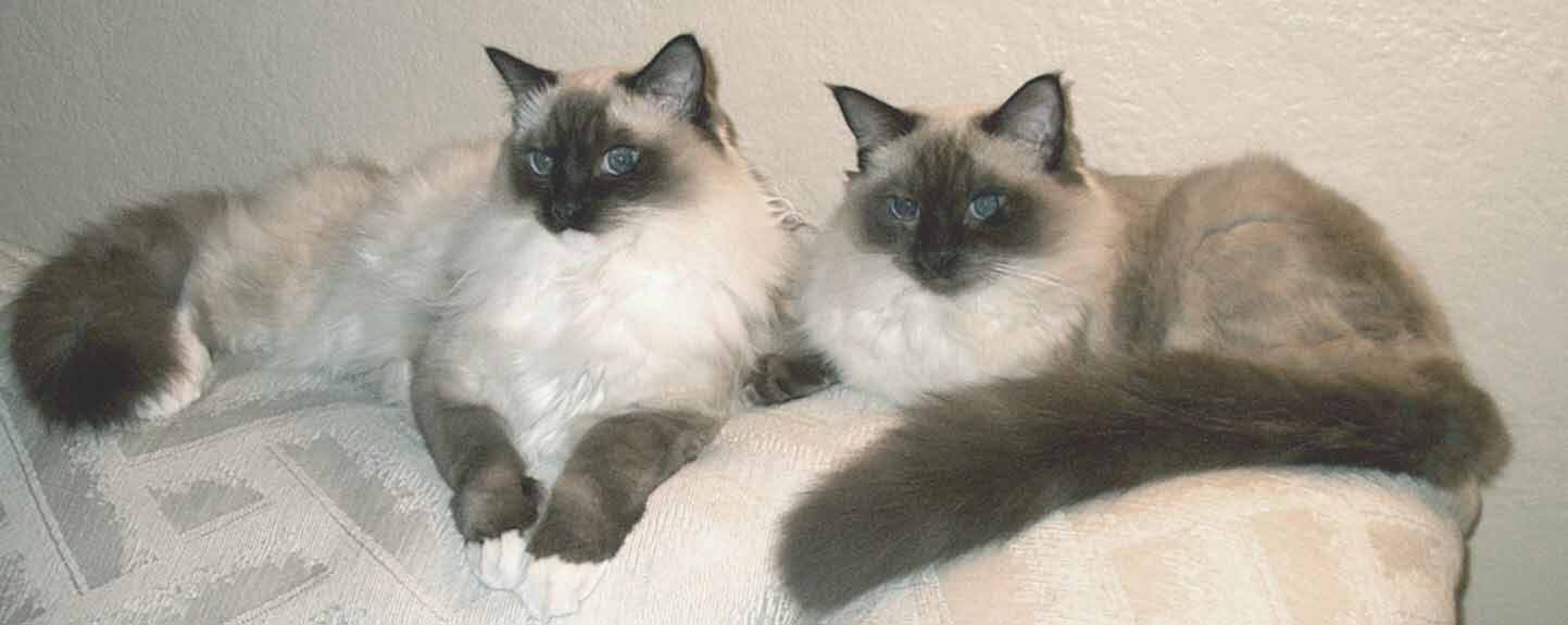 Enter my Ragdoll cat site