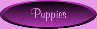 /user/puppybanner1.gif