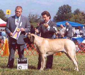 Arfur taking BOB at Old Dominion with his wonderful handler Kent MacFarlane!