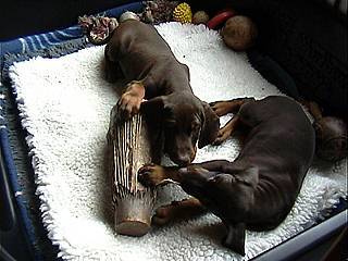 D-litter from Kennel Sonnenleite in Germany