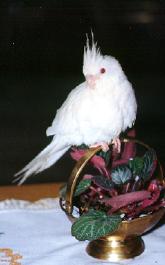 Albino (Whiteface Lutino)