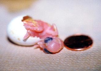 Chick freeing itself from egg