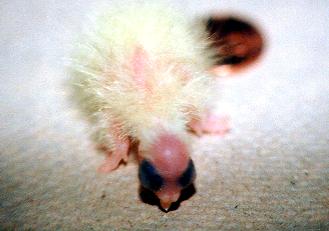 Chick after drying off